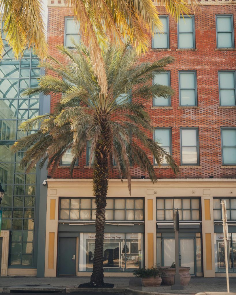 A palm tree in front of a vibrant brick building, showcasing urban architecture.